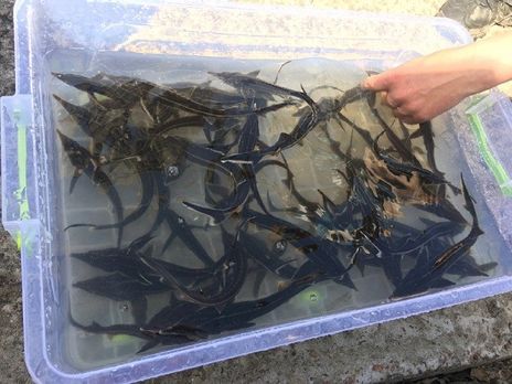 В Каневское водохранилище заселили краснокнижную стерлядь и мальков щуки – Минагропром