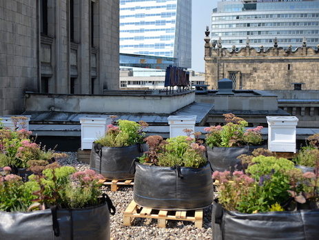 В Варшаве на крыше Дворца культуры обустроили городскую пасеку