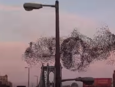 Птичий флешмоб: В небе над Нью-Йорком появилось лицо Путина. Видео