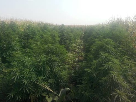 В Херсонской области милиционеры обнаружили плантацию конопли