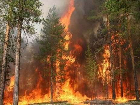 В Сибири выросла площадь лесных пожаров