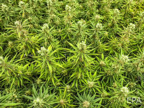 В Турции из моря выловили 1551 кг марихуаны