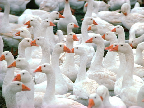 СМИ: Житель Владивостока сообщил в полицию о своих соседях, употребляющих санкционные продукты