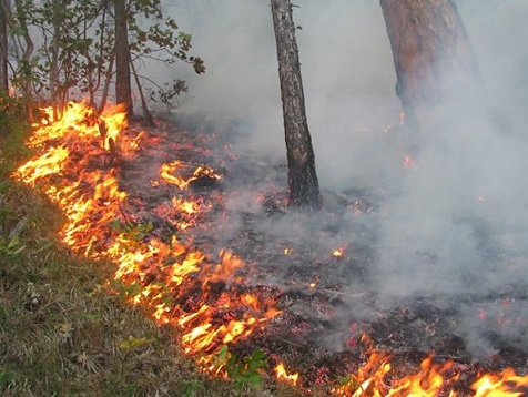 Госслужба по ЧС: Лесной пожар под Киевом — это умышленный поджог