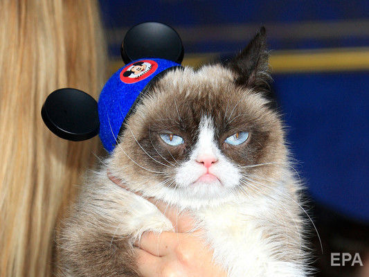 ﻿Померла "сердита" кішка Grumpy Cat, яка стала героїнею мемів