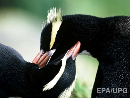 Ученые: Пингвины хранят верность даже на расстоянии