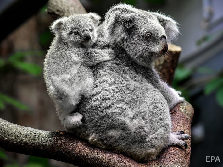 ﻿В Австралії коал оголосили "функціонально вимерлими"