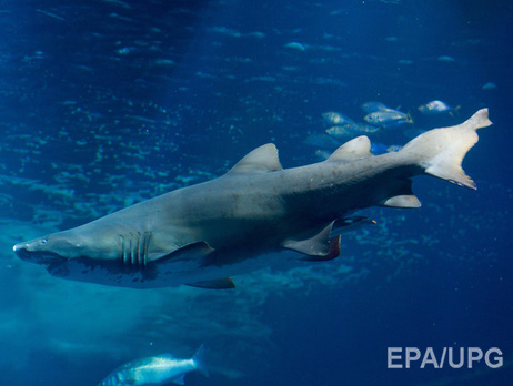 На Гавайах рыбак ударил укусившую его акулу