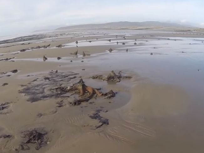 ﻿Завдяки урагану "Ханна" на березі моря в Уельсі виявили доісторичний ліс