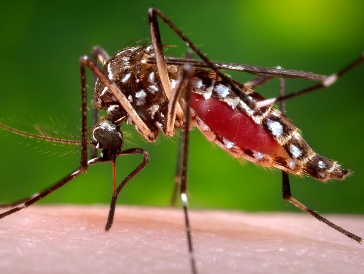 У жительницы Киева подозревают лихорадку денге