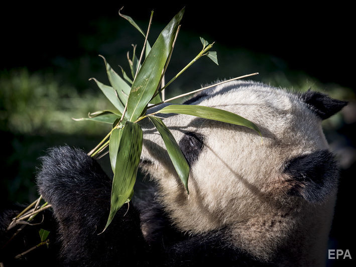 ﻿У Китаї вперше сфотографували панду-альбіноса