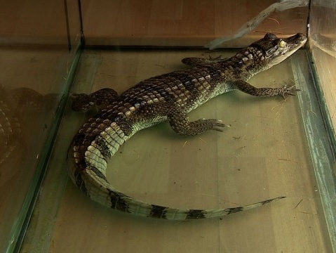 Житель Польши нашел крокодила в коробке от бананов