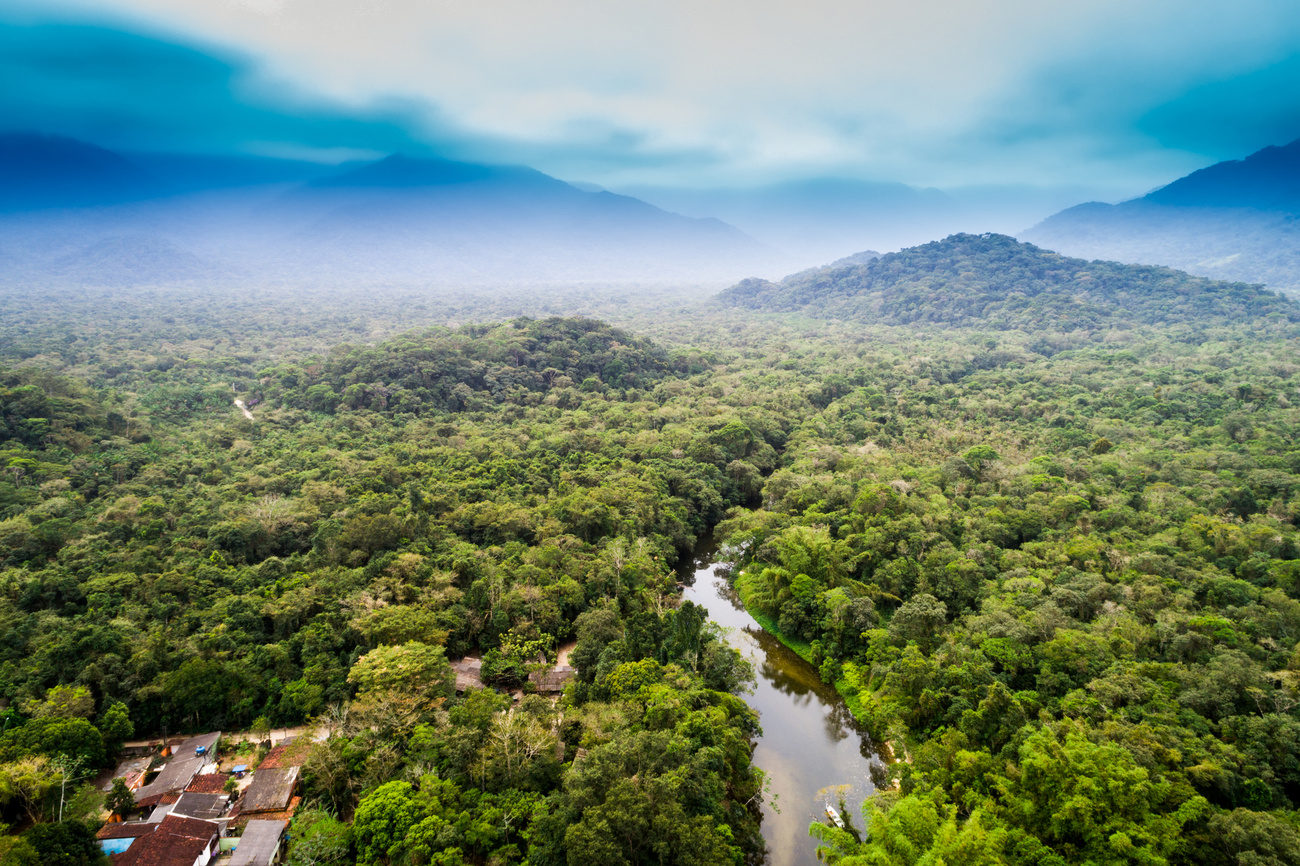 Подписанты пообещали защищать тропические леса Амазонии. Фото: EPA