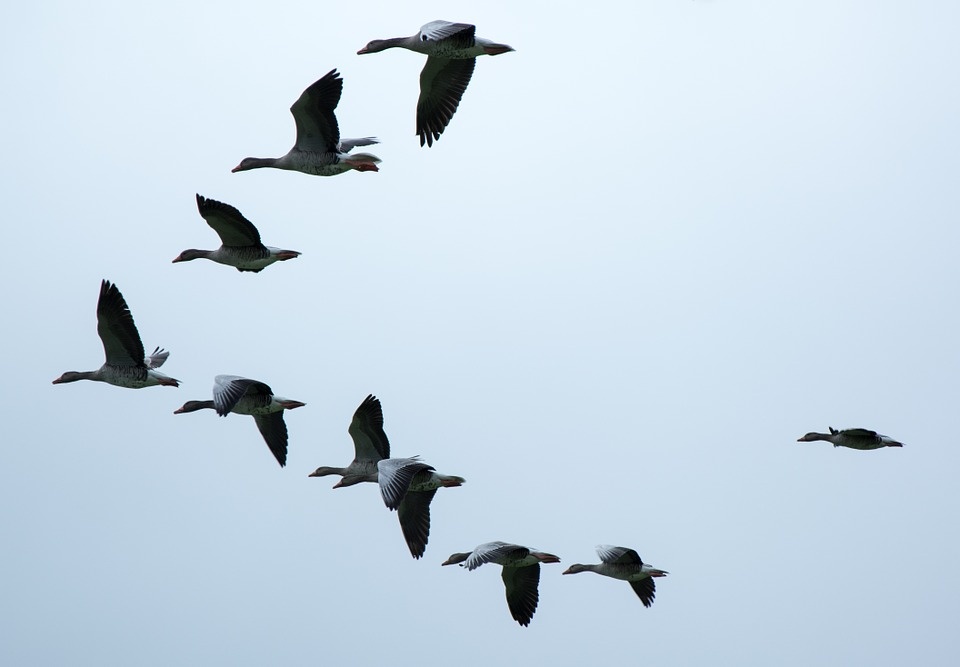 Зачем птицы возвращаются из южных краёв? | Вечные вопросы | Вопрос-Ответ | Аргументы и Факты