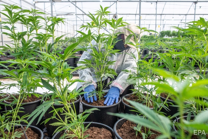 Кому нужна марихуана выращивание гидропоники от семян