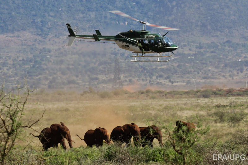 В Кении началась операция по изучению диких слонов. Фоторепортаж 1