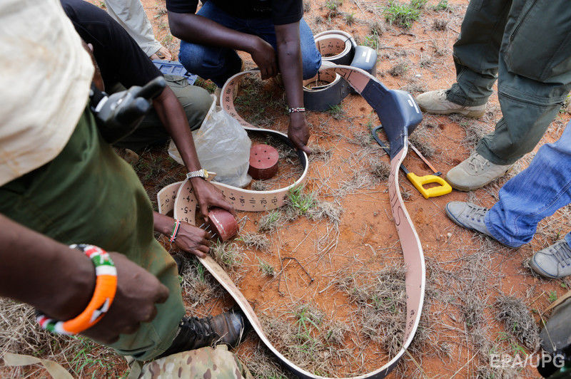 В Кении началась операция по изучению диких слонов. Фоторепортаж 2