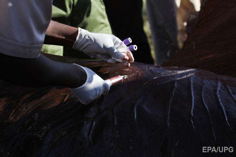 В Кении началась операция по изучению диких слонов. Фоторепортаж 5