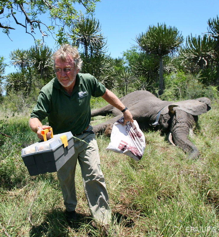 В Кении началась операция по изучению диких слонов. Фоторепортаж 6