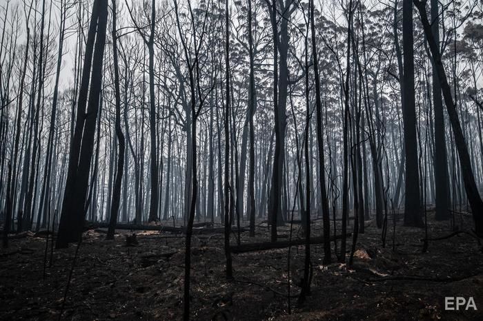 Последствия лесных пожаров в Австралии. Фоторепортаж 1