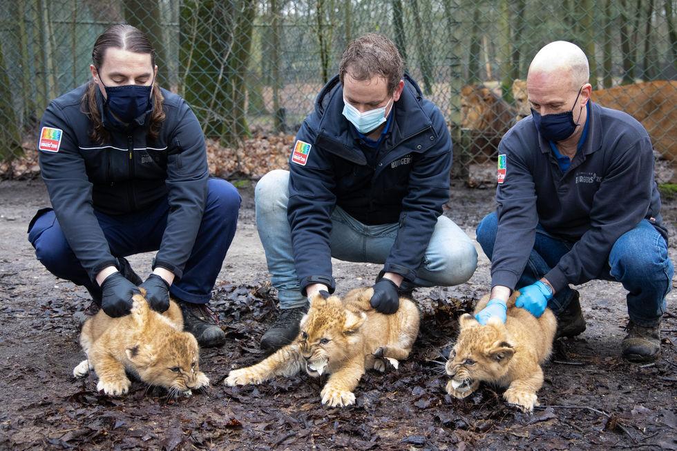 "Кусаются, как настоящие дикие животные". В нидерландском зоопарке вакцинировали двухмесячных львят от кошачьего гриппа. Фоторепортаж 1
