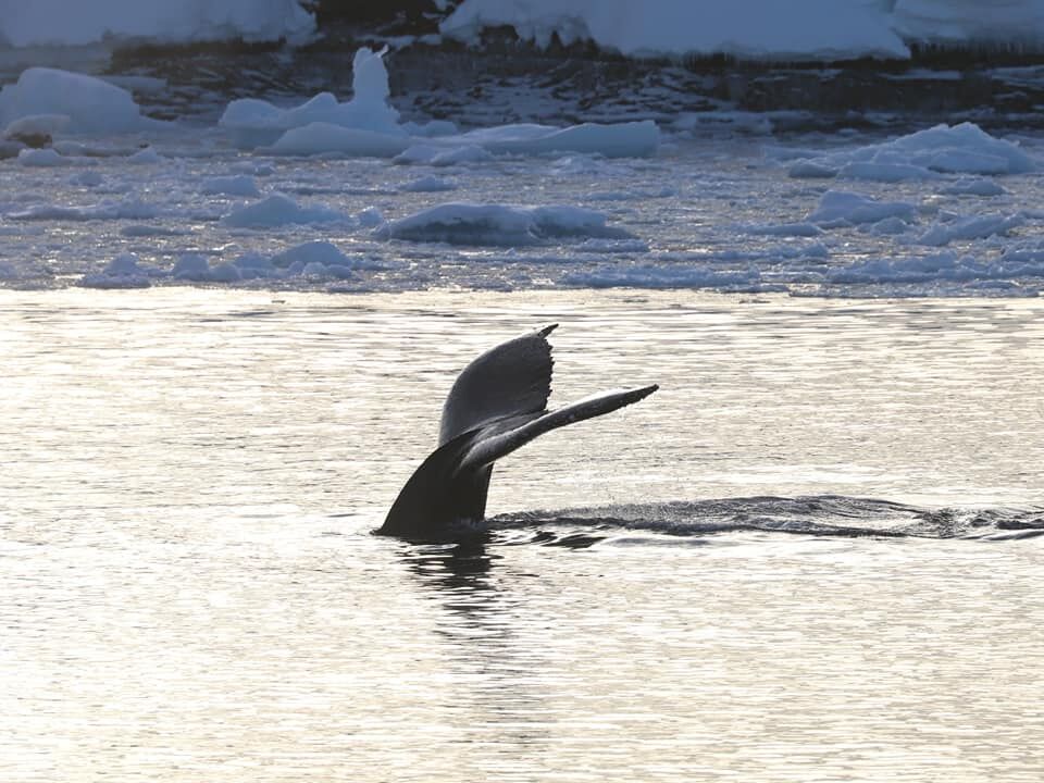 До антарктичної станції "Академік Вернадський" припливли кити. Фоторепортаж 1
