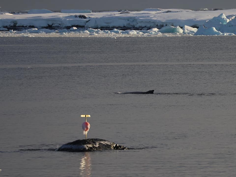 До антарктичної станції "Академік Вернадський" припливли кити. Фоторепортаж 2
