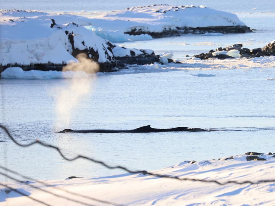 До антарктичної станції "Академік Вернадський" припливли кити. Фоторепортаж 3