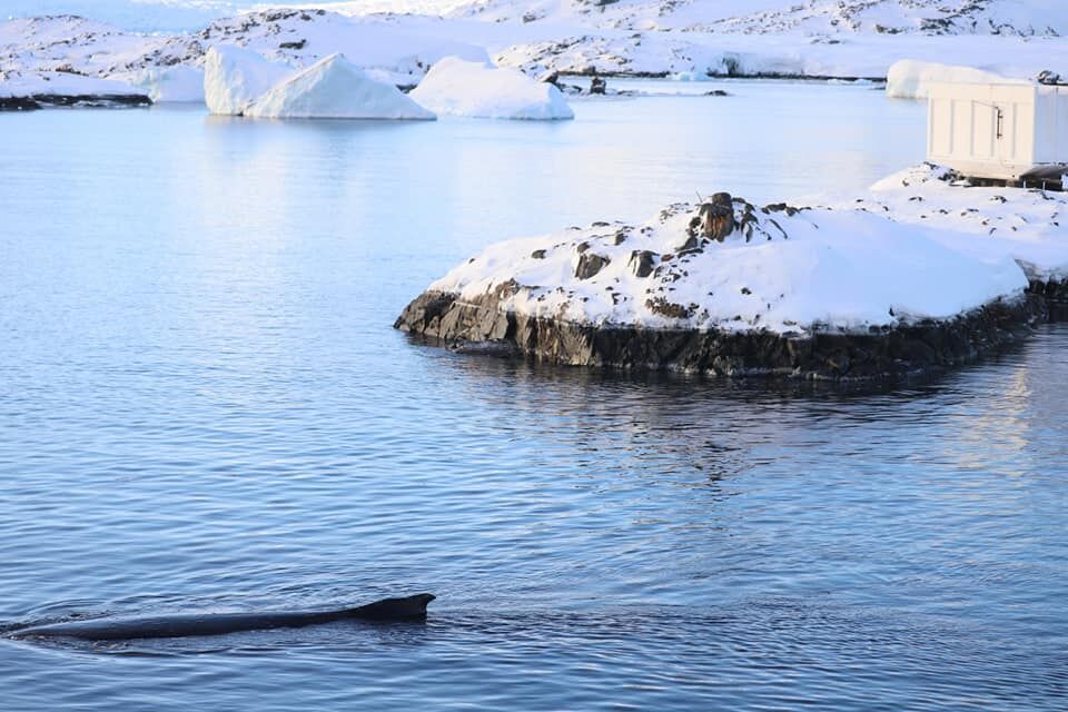До антарктичної станції "Академік Вернадський" припливли кити. Фоторепортаж 5