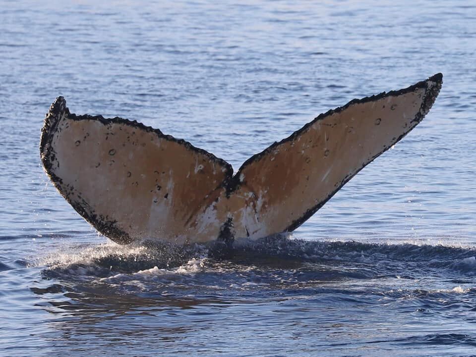 До антарктичної станції "Академік Вернадський" припливли кити. Фоторепортаж 6