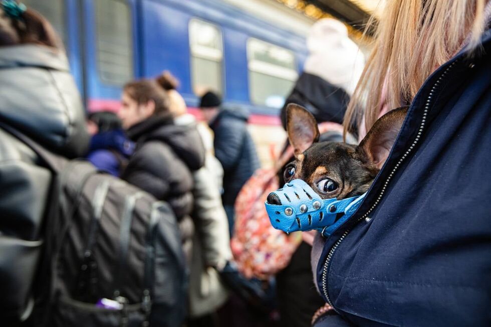 "Укрзалізниця" помогла украинцам эвакуировать более 100 тыс. животных. Фоторепортаж 1