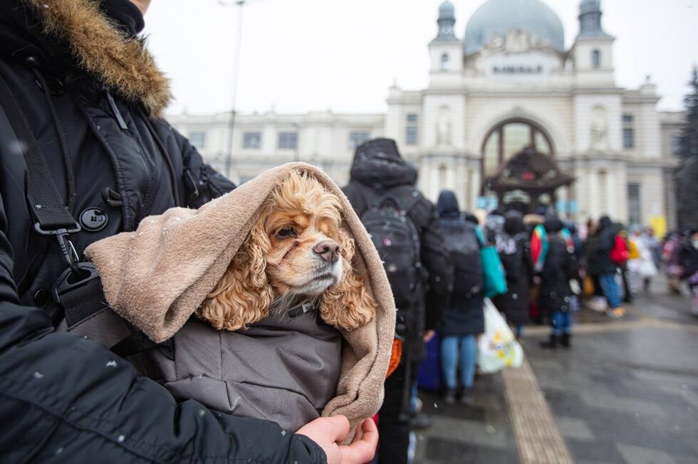 "Укрзалізниця" помогла украинцам эвакуировать более 100 тыс. животных. Фоторепортаж 2