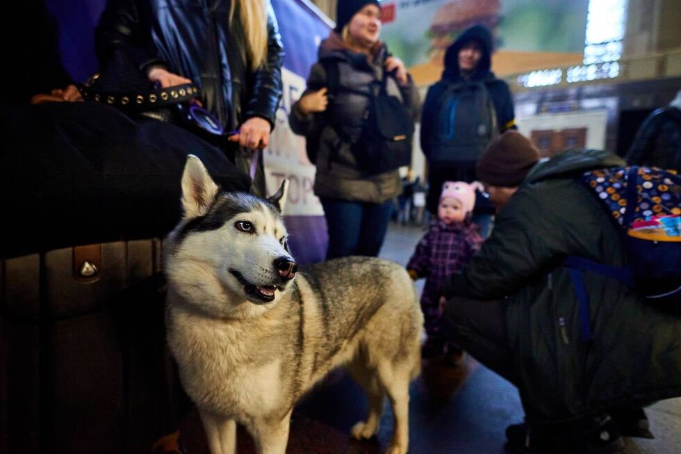 "Укрзалізниця" допомогла українцям евакуювати понад 100 тис. тварин. Фоторепортаж 3
