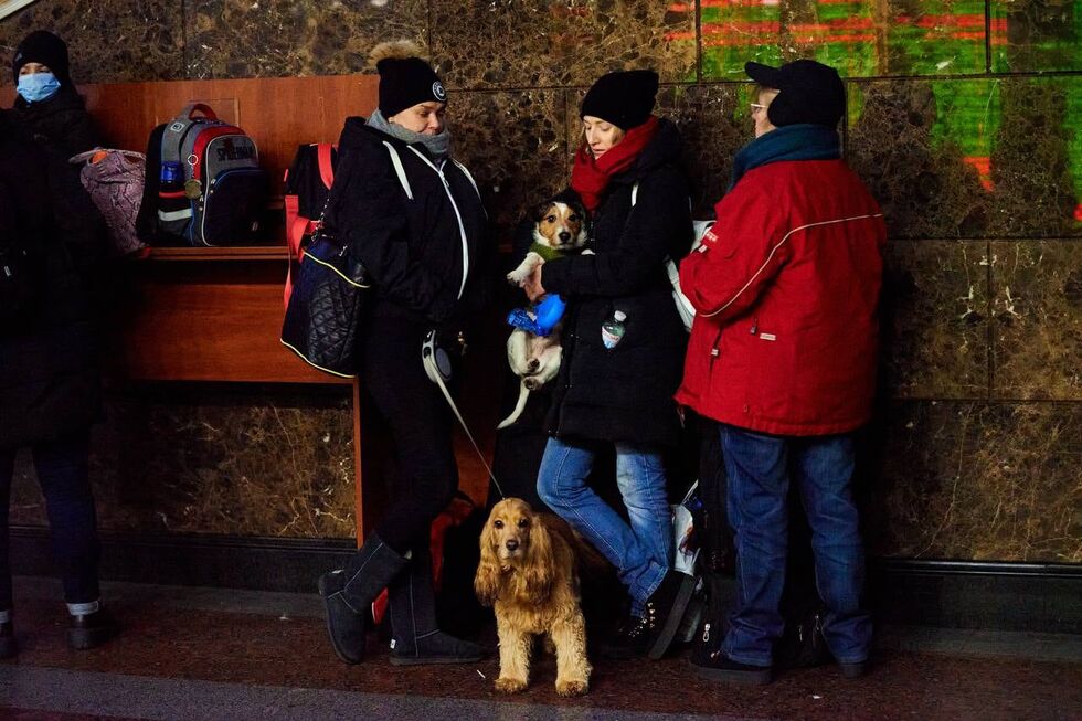 "Укрзалізниця" помогла украинцам эвакуировать более 100 тыс. животных. Фоторепортаж 9