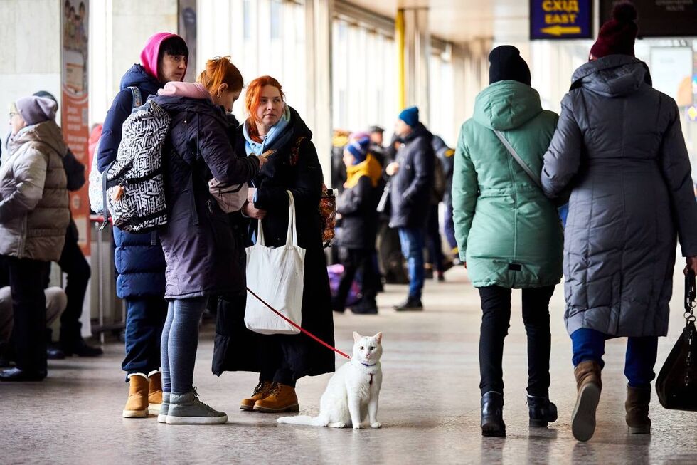 "Укрзалізниця" помогла украинцам эвакуировать более 100 тыс. животных. Фоторепортаж 6