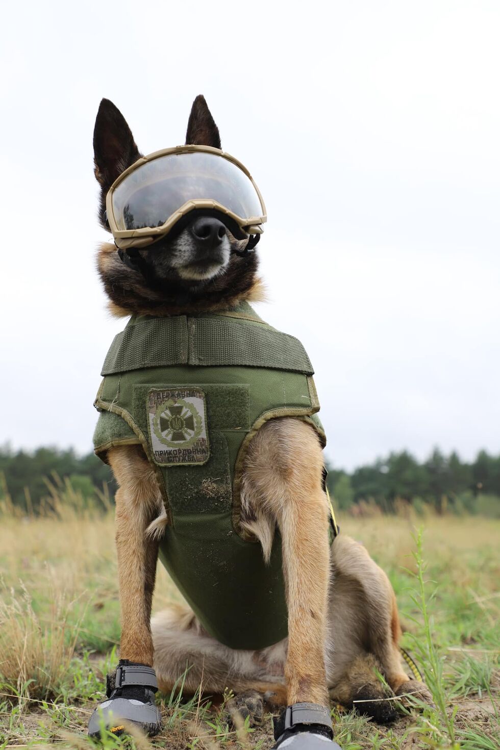 Бронежилеты, защитные очки и обувь. Госпогранслужба показала служебных псов в защитной амуниции. Фоторепортаж 1