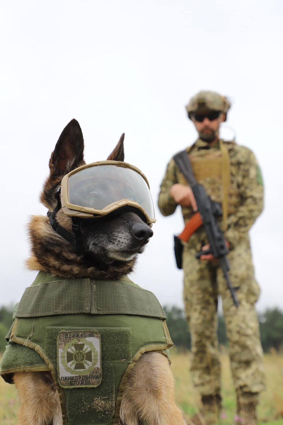 Бронежилеты, защитные очки и обувь. Госпогранслужба показала служебных псов в защитной амуниции. Фоторепортаж 3