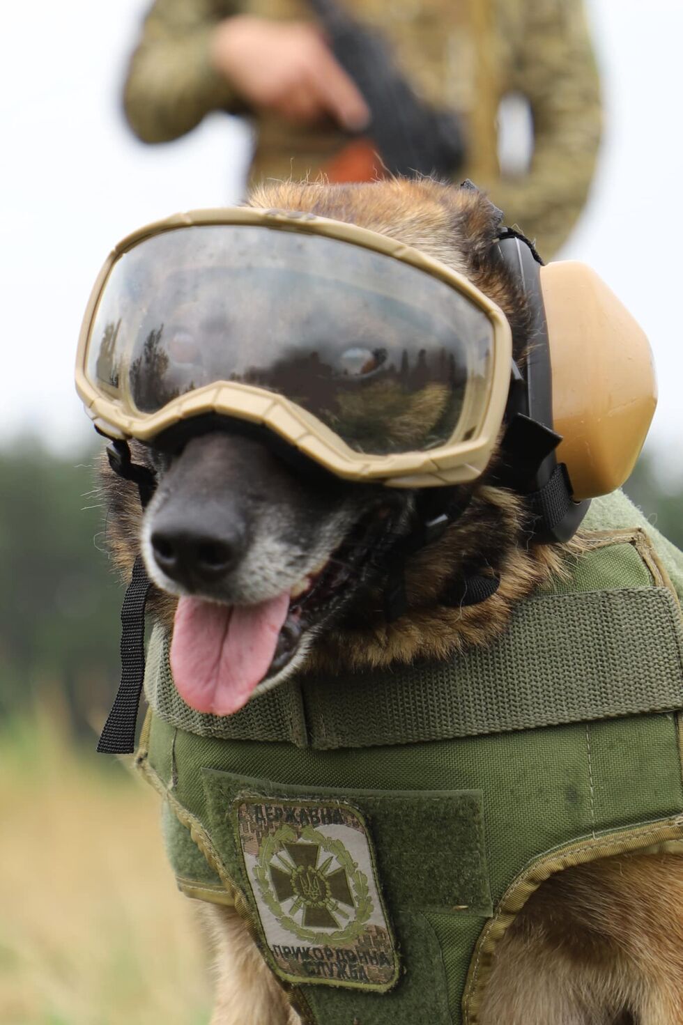 Бронежилеты, защитные очки и обувь. Госпогранслужба показала служебных псов в защитной амуниции. Фоторепортаж 4