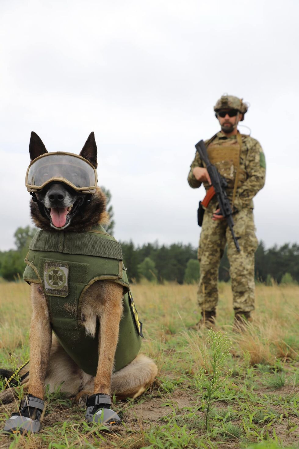 Бронежилеты, защитные очки и обувь. Госпогранслужба показала служебных псов в защитной амуниции. Фоторепортаж 5