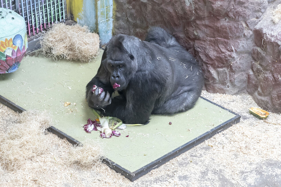 В столичном зоопарке организовали пункт обогрева для гориллы Тони 7