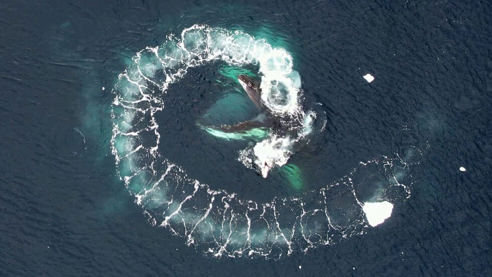 Украинские полярники в Антарктиде показали фото китов с дрона 2