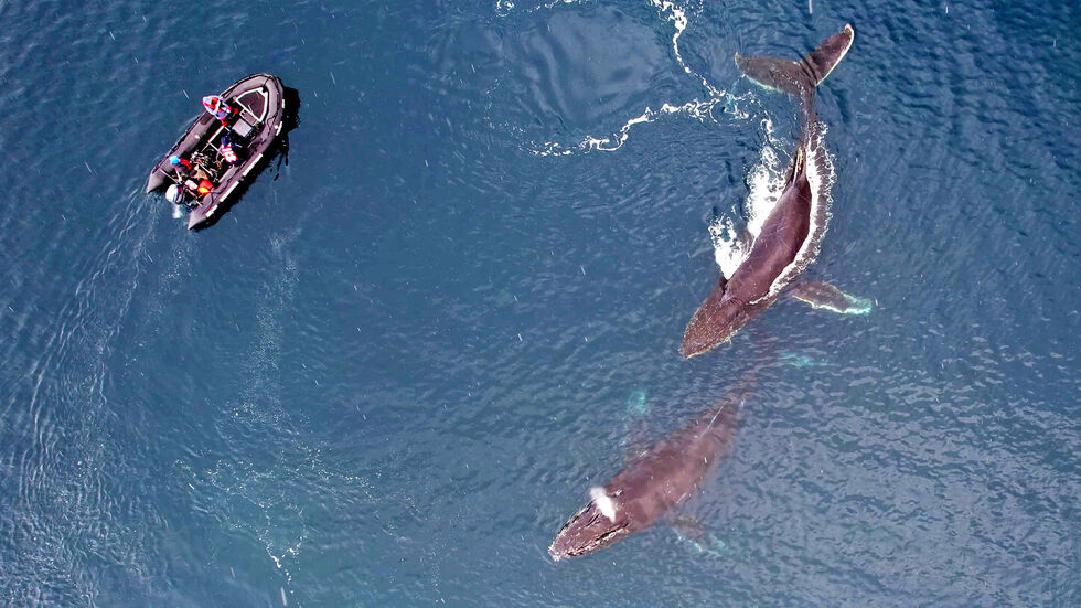 Украинские полярники в Антарктиде показали фото китов с дрона 4