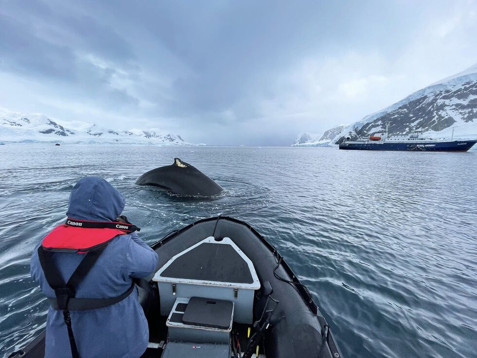 Украинские полярники в Антарктиде показали фото китов с дрона 5